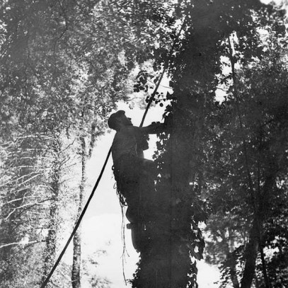 Photographie en noir et blanc – Un homme grimpe à un arbre avec un épais câble attaché à son épaule. Il regarde vers le haut. Le câble se déroule du bas de la photo jusqu’à la cime de l’arbre, en passant par l’épaule de l’homme.