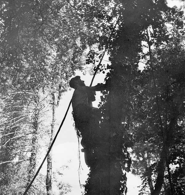 Photographie en noir et blanc – Un homme grimpe à un arbre avec un épais câble attaché à son épaule. Il regarde vers le haut. Le câble se déroule du bas de la photo jusqu’à la cime de l’arbre, en passant par l’épaule de l’homme.